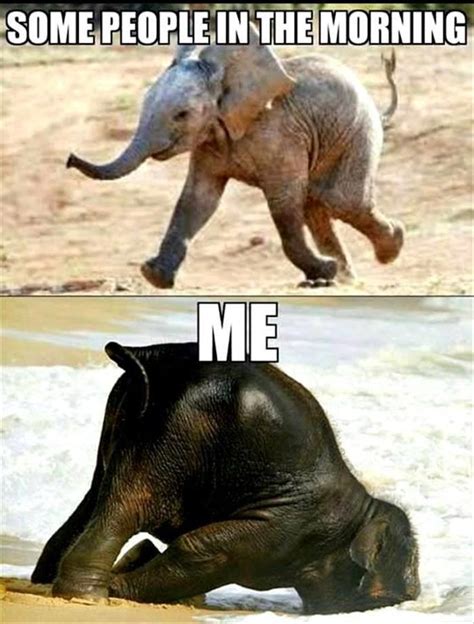 Memes And Pictures Of Elephants The Gentlest Giants | Animal humour ...