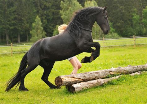 Pin på Friesian horses