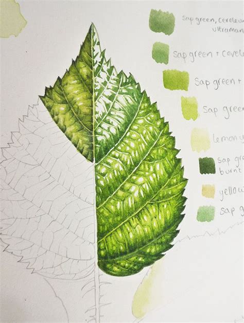 Lizzie Harper botanical illustrator on the step by step process ...