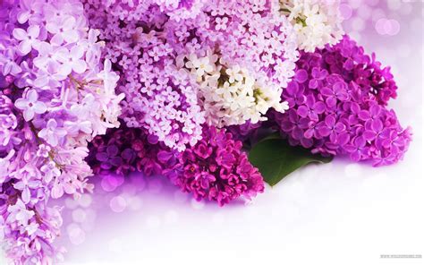 Lilac Wallpapers - Wallpaper Cave