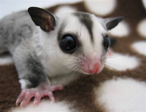 Sugar Glider Animals For Sale | Charlotte, NC #160599