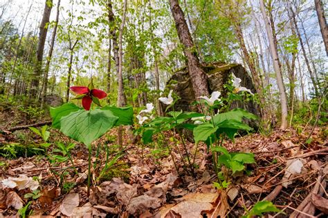 How To Farm In The Woods—An Introduction to Non-Timber Forest Products ...