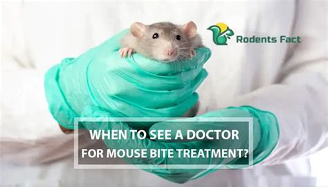 Mouse Bite Treatment | 4 Dangers, and Remedies of Mouse Biting