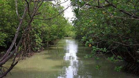 Lokasi Hutan Paya Bakau Di Malaysia - JanaeknoeWalter