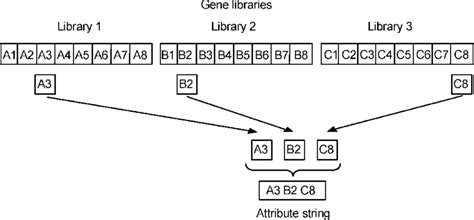 Process of synthesizing an antibody molecule from gene libraries. One ...