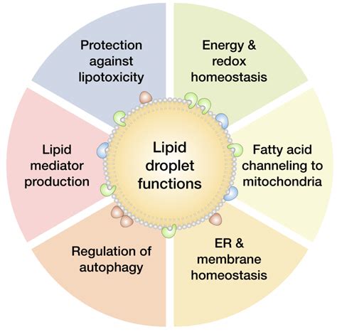 Lipid droplet functions during stress. Lipid droplets can assume ...