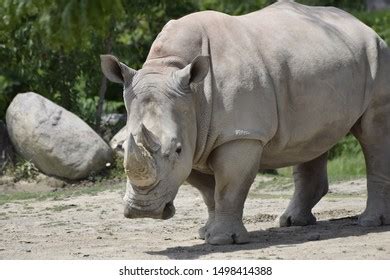 African White Rhino Habitat Stock Photo 1498414388 | Shutterstock