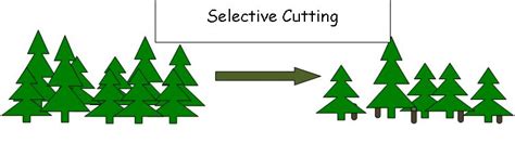 Forest Conservation: Various Methods Of Forest Conservation