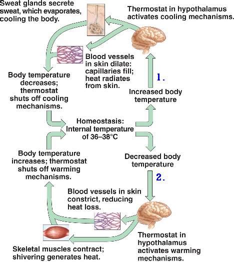 hypothalamus.html 40_21HypothalamThermostat.jpg