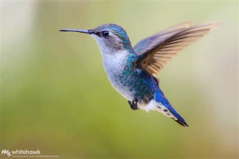 Smallest Hummingbird in the World: Bee Hummingbird | Whitehawk Blog