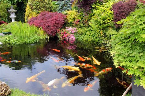 small koi pond Koi ponds garden fish small - aumiguinhosdaelenice