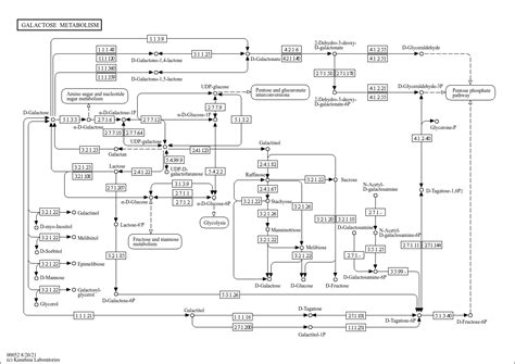 KEGG PATHWAY: Galactose metabolism - Reference pathway