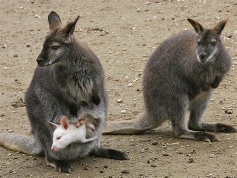 Stoned wallabies fingered as crop circle culprits - CBS News