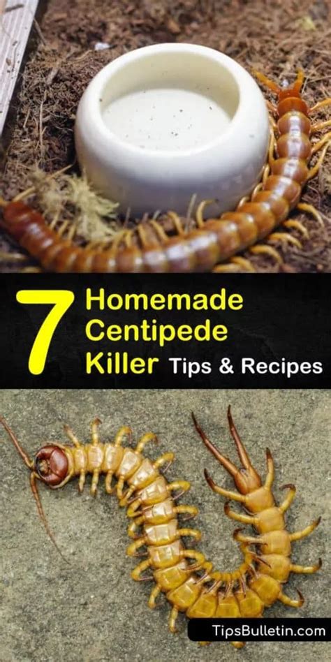 Learn how to get rid of centipedes using home maintenance and natural ...