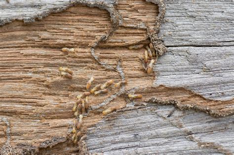 Do You Know the Difference Between Subterranean vs Drywood Termites ...