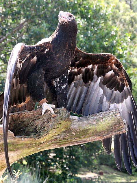 Wedge Tail Eagle | Wedge tailed eagle, Prey animals, Birds of prey