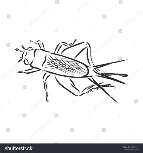 Cricket Insect Vector Sketch Illustration Stock Vector (Royalty Free ...