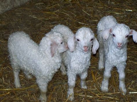 angora goat | baby Angora goats, very good english bloodlines, bottle ...