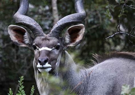 List African Animals With Horns : African Gazelles And Antelope ...