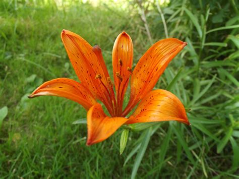 1440x900 wallpaper | orange tiger lily | Peakpx