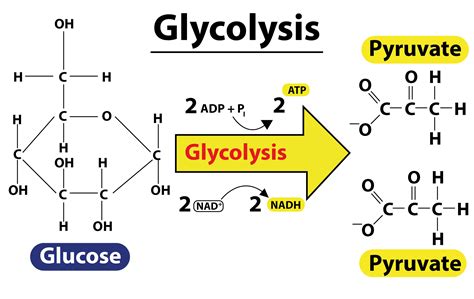 EMP is also known asA. GlycolysisB. Krebs cycleC. ETSD. Fermentation