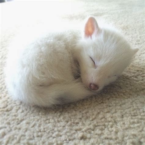 The Internet’s Cutest Snow-White Fox Is Growing Up | Bored Panda