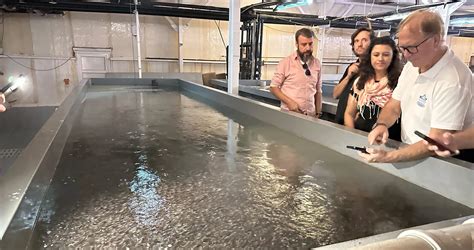 Sustainable Norwegian RAS Technology for Fish Hatcheries