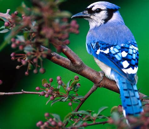 The Blue Jay | Canadian Lovely Bird Basic Facts & Information | Beauty ...