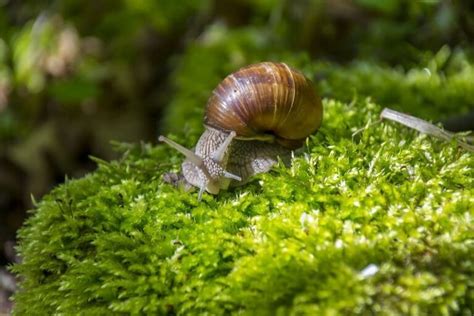 Edible Snails: How to Collect Edible Snails + Recipes for Cooking