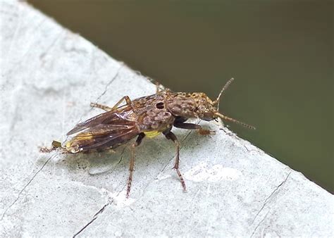 Gold and Brown Rove Beetle – Field Station