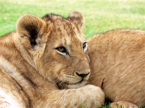 Young Lion Cub Free Stock Photo - Public Domain Pictures