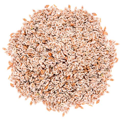 Organic Psyllium Seeds Buy in Bulk from Food to Live