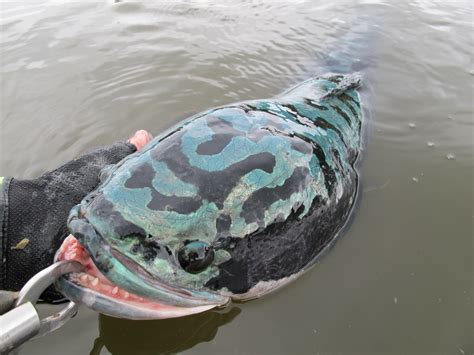 My name is for my friends. | Beautiful giant snakehead, Channa micropeltes.