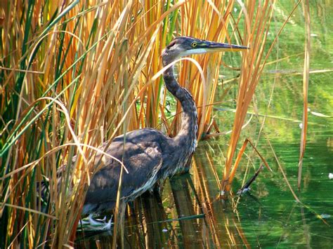 Great blue heron in an urban habitat | Smithsonian Photo Contest ...