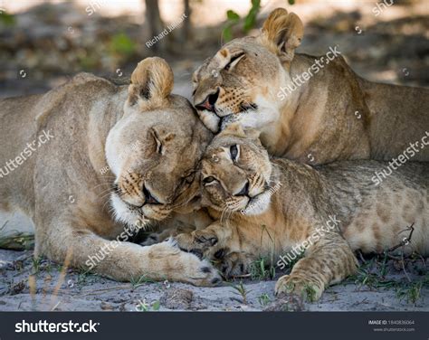 Lioness Pic: Over 21 Royalty-Free Licensable Stock Photos | Shutterstock