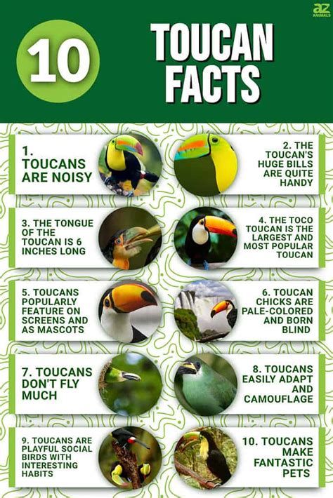 10 Incredible Toucan Facts - A-Z Animals