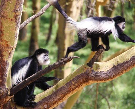 Colobus Monkey | African Wildlife Foundation