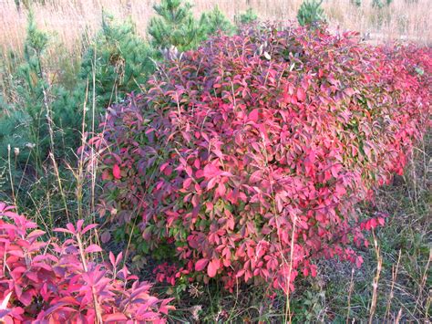 Burning Bush in Fall Color - Hutton-Loyd Tree Farm