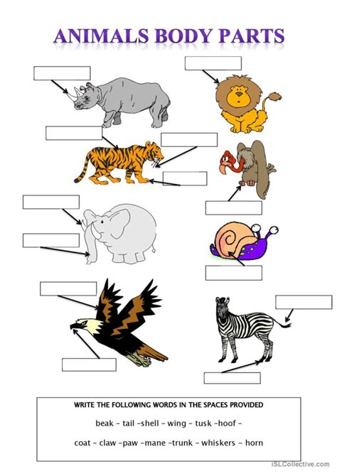 Animal Body Parts: English ESL worksheets pdf & doc