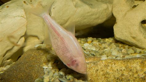 The murky world of cavefish | BBC Earth