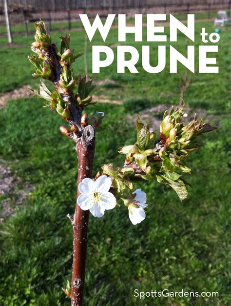 When to Prune: The Garden Pruning Calendar - Spotts Garden Service