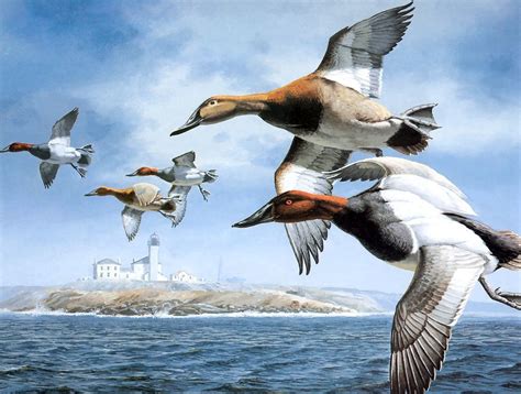 Canvasback by David A. Maass | Waterfowl art, Wildlife paintings, Birds ...