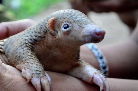 [Video] Rescued Pangolin Gives Birth in Vietnamese Sanctuary - Saigoneer