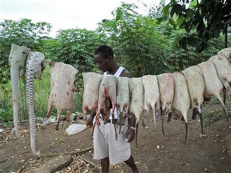 Eating pangolins to extinction — ZSL / IUCN Press Release ...