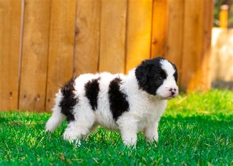 23+ Border Collie Poodle Mix For Sale Near Me Image - Codepromos