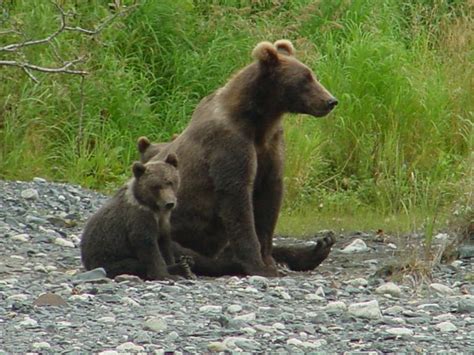 Kodiak Bear Cubs - Robin Barefield