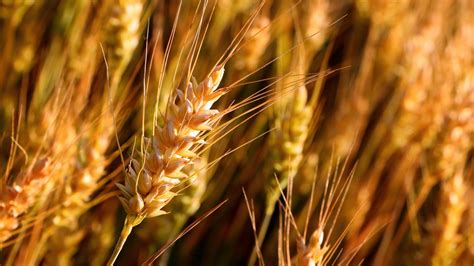 Agriculture and crops: A focus on wheat cultivation