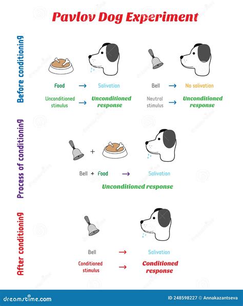 The Mechanics of the Pavlov`s Dog Experiment with Bell- Conditioned ...