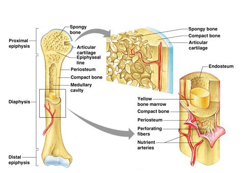 Spongy Bone ( Cancellous Bone ) | Introduction , & Function