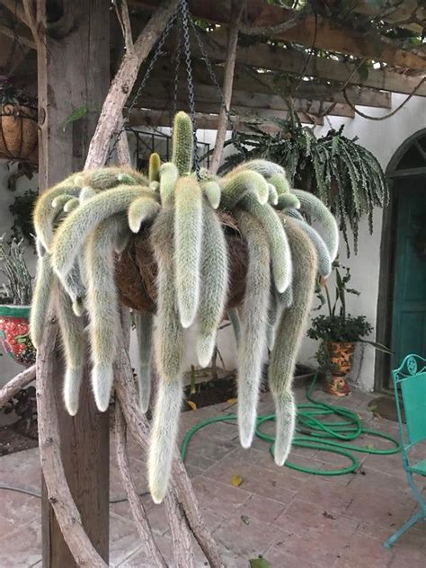 Monkey Tail Cactus | Succulent garden design, Plant goals, Cactus